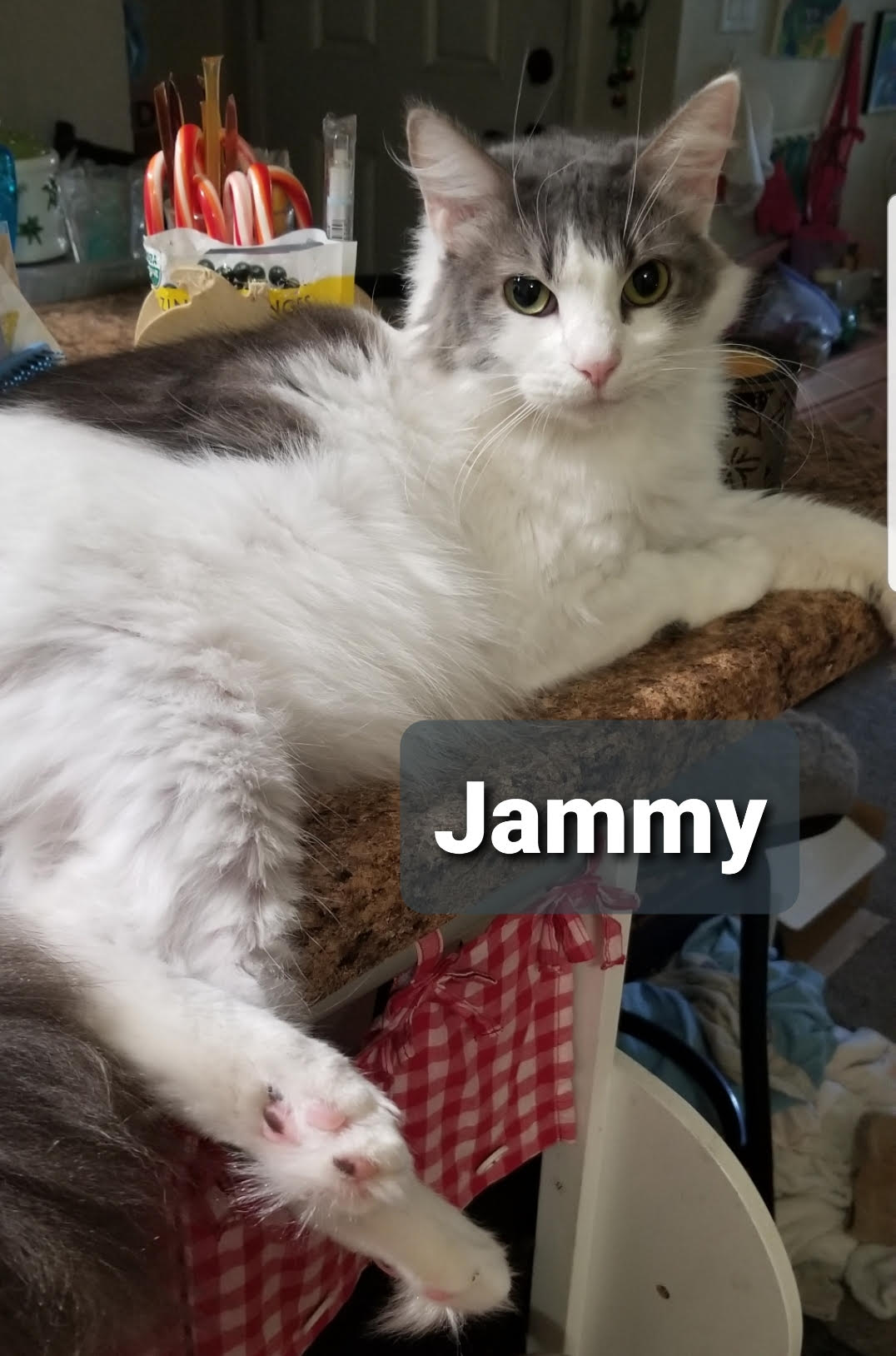 Paprika & Jammy (Female) - BONDED! Must Be Adopted Together!, a Adoptable Domestic Medium Hair in Anaheim, CA image 2/6