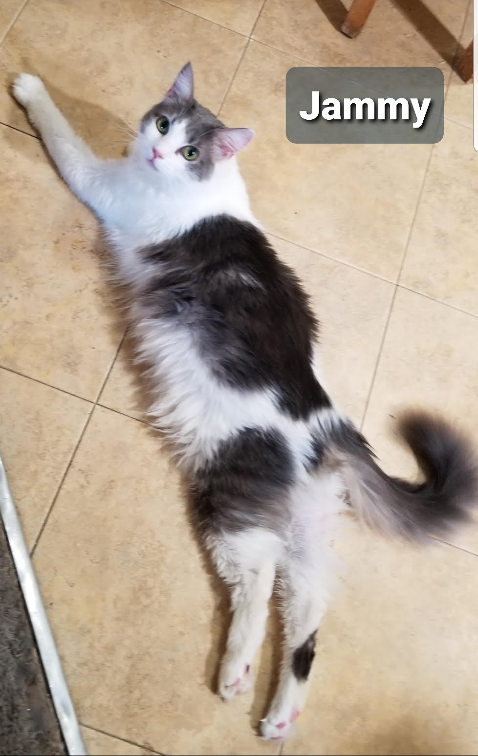 Paprika & Jammy (Female) - BONDED! Must Be Adopted Together!, a Adoptable Domestic Medium Hair in Anaheim, CA image 3/6