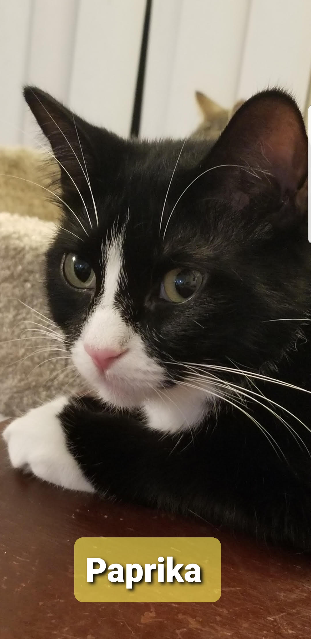 Paprika & Jammy (Female) - BONDED! Must Be Adopted Together!