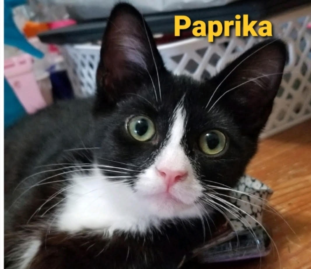Paprika & Jammy (Female) - BONDED! Must Be Adopted Together!, a Adoptable Domestic Medium Hair in Anaheim, CA image 5/6