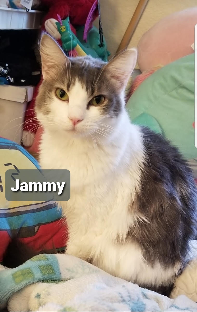 Paprika & Jammy (Female) - BONDED! Must Be Adopted Together!