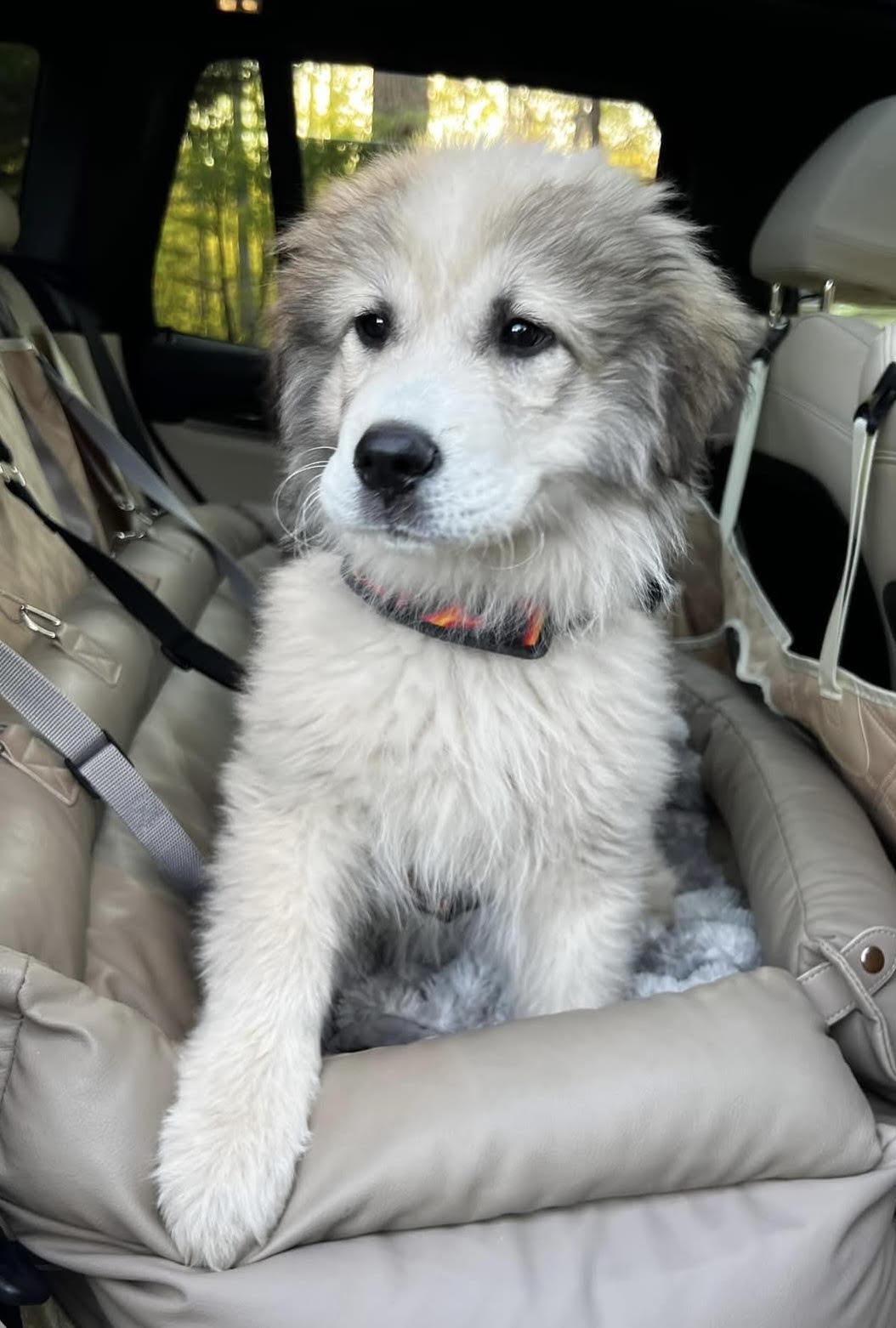 Enlarge Luce, an adopted mixed breed in Cumming, GA image 2/6