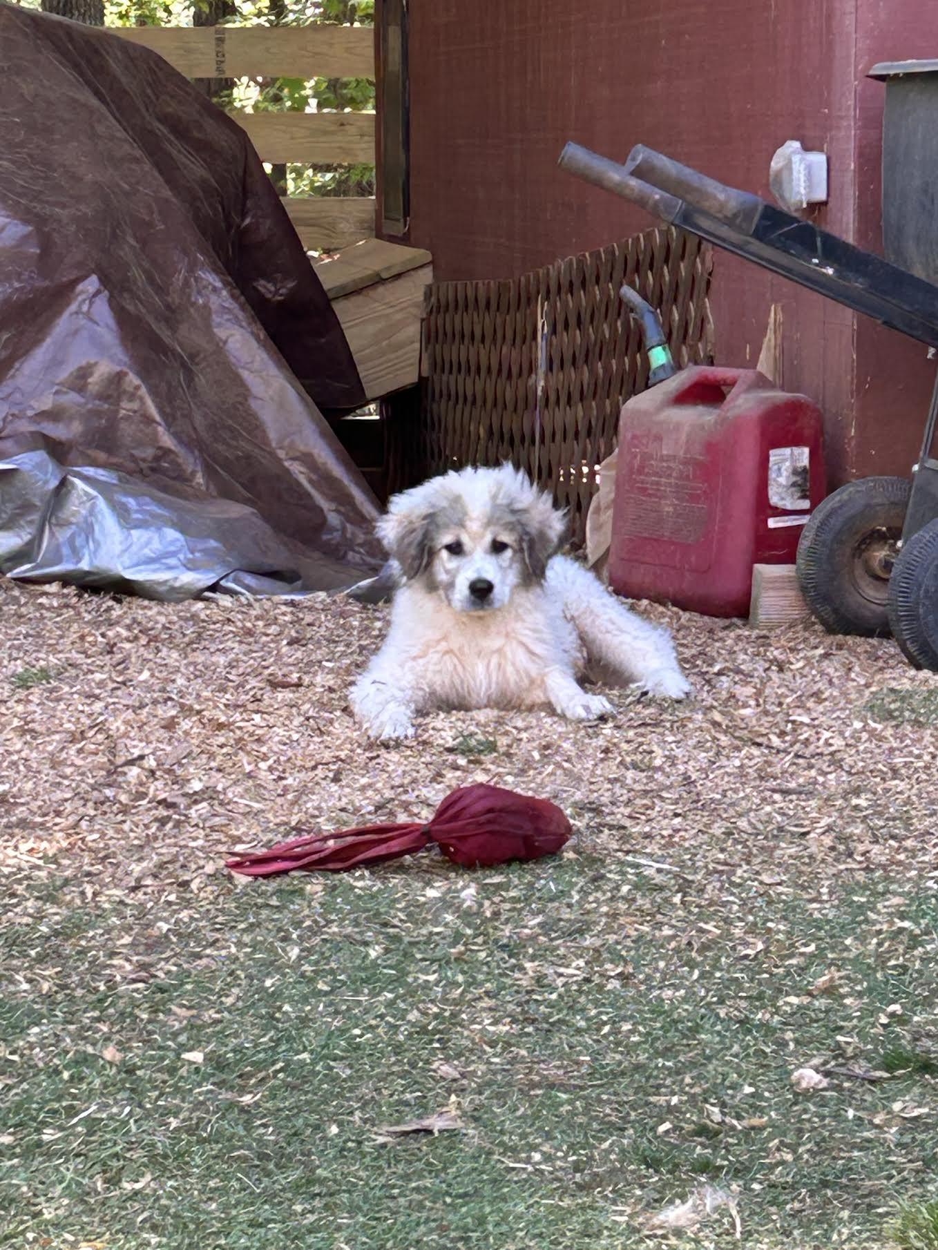 Enlarge Luce, an adopted mixed breed in Cumming, GA image 3/6