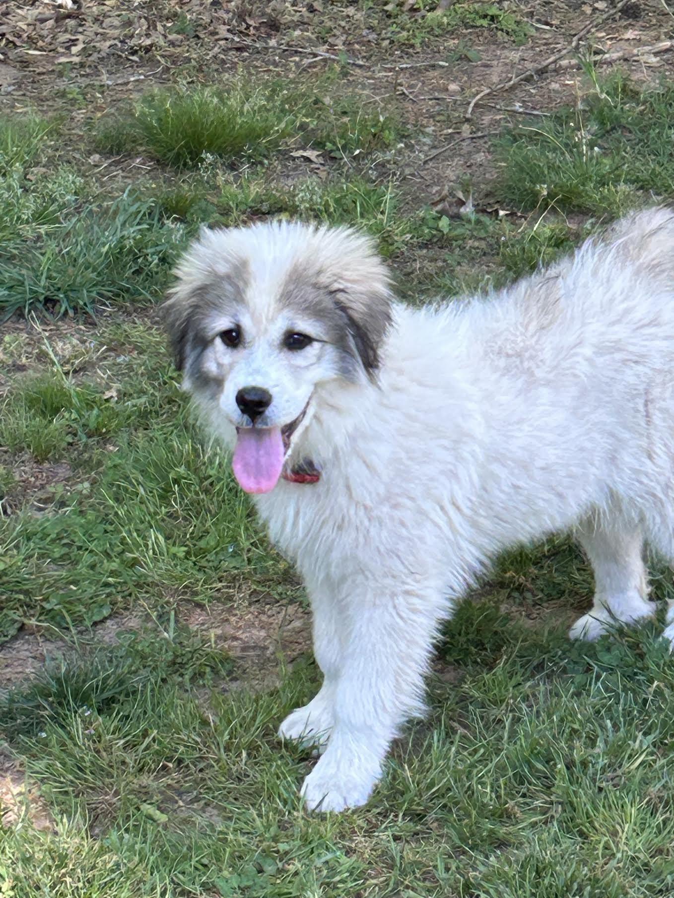 Enlarge Luce, an adopted mixed breed in Cumming, GA image 6/6