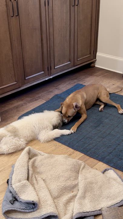 Enlarge Luce, an adopted mixed breed in Cumming, GA video 5/6