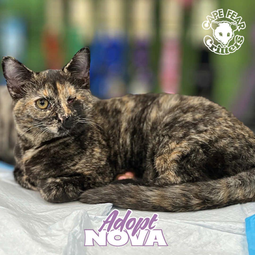 Enlarge Nova, an adopted Tortoiseshell in Wilmington, NC image 1/2