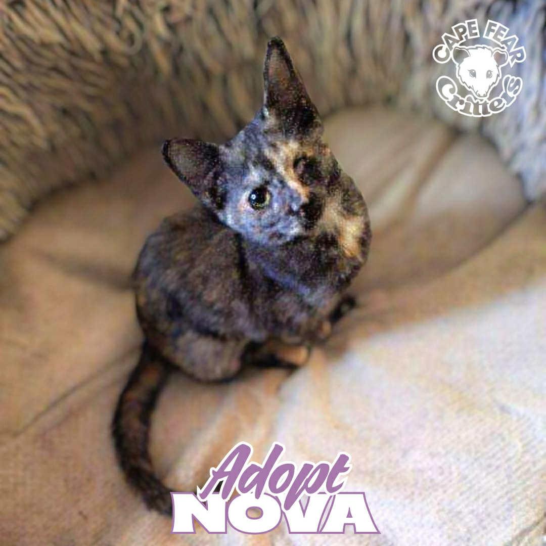 Enlarge Nova, an adopted Tortoiseshell in Wilmington, NC image 2/2