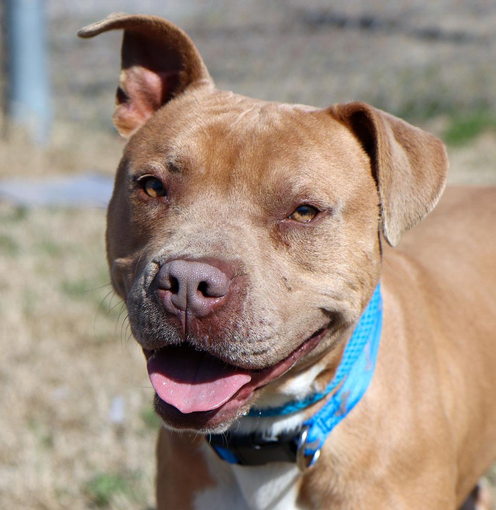 Enlarge Bribbles (AO35979), a ADOPTABLE mixed breed in Kansas City, KS image 5/6