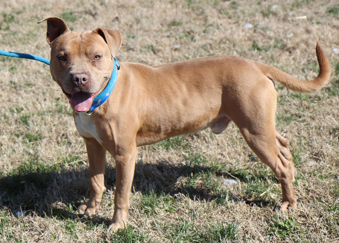 Enlarge Bribbles (AO35979), a ADOPTABLE mixed breed in Kansas City, KS image 4/6