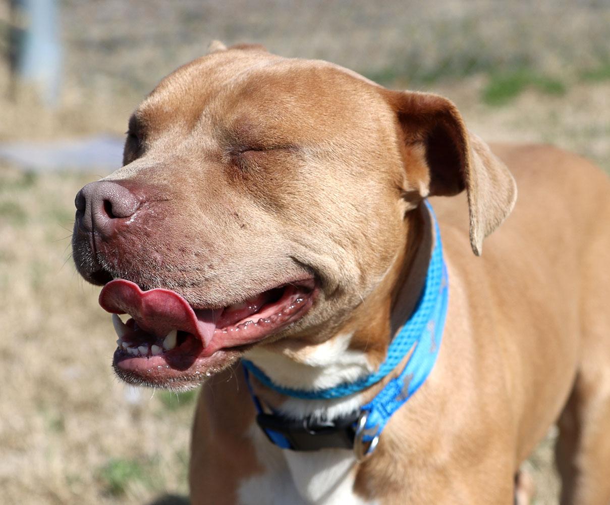 Enlarge Bribbles (AO35979), a ADOPTABLE mixed breed in Kansas City, KS image 3/6