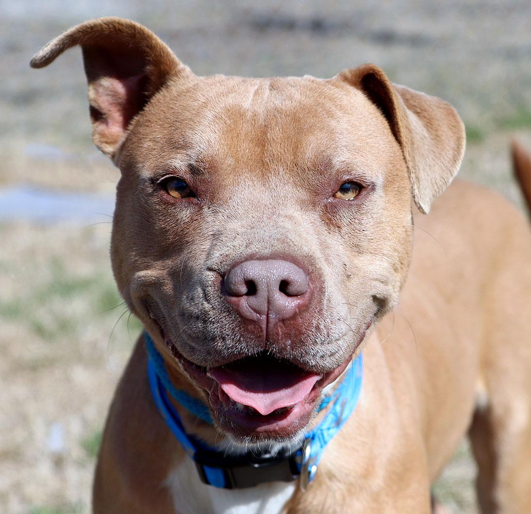 Bribbles (AO35979), ADOPTABLE, Young Male Pit Bull Terrier.