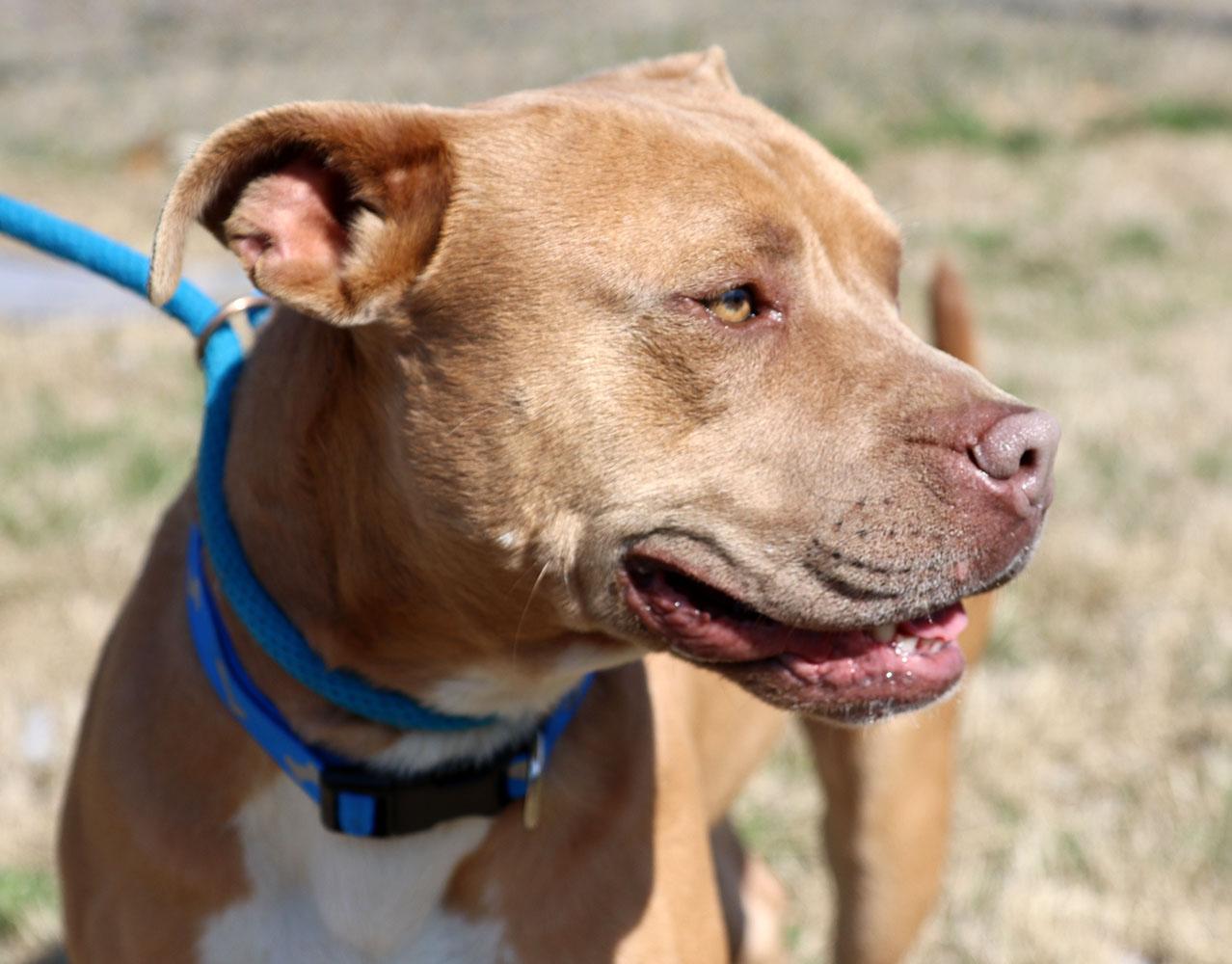 Enlarge Bribbles (AO35979), a ADOPTABLE mixed breed in Kansas City, KS image 2/6