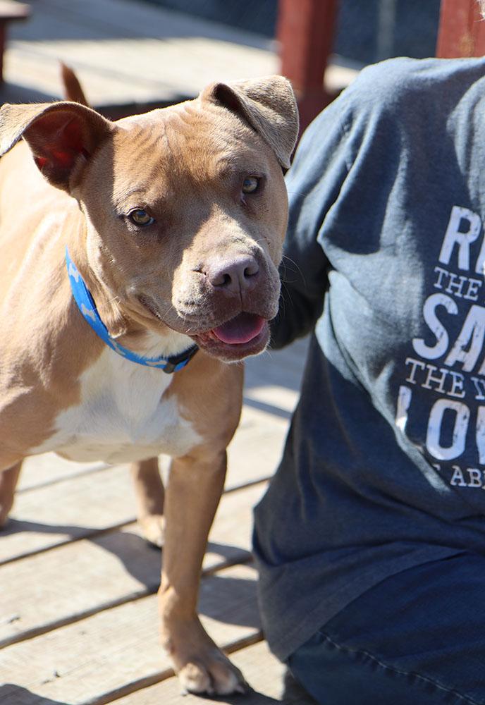 Enlarge Bribbles (AO35979), a ADOPTABLE mixed breed in Kansas City, KS image 6/6