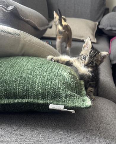 Jude, adopted, Kitten Male Domestic Short Hair.