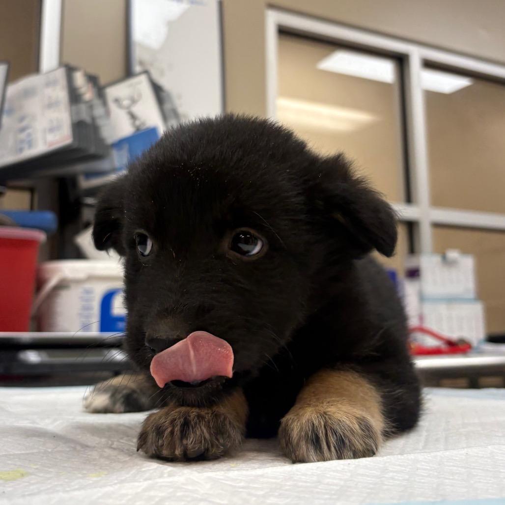 Anka, Adoptable, Puppy Female Shepherd.