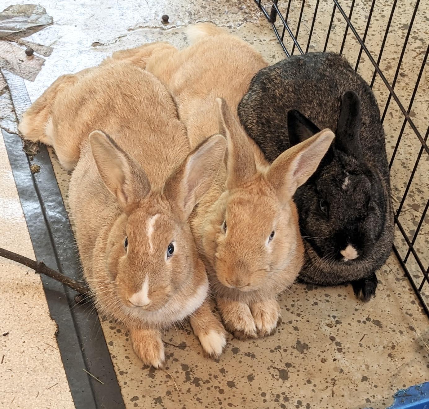 Enlarge Evy, a Adoptable mixed breed in Salisbury Mills, NY image 3/4