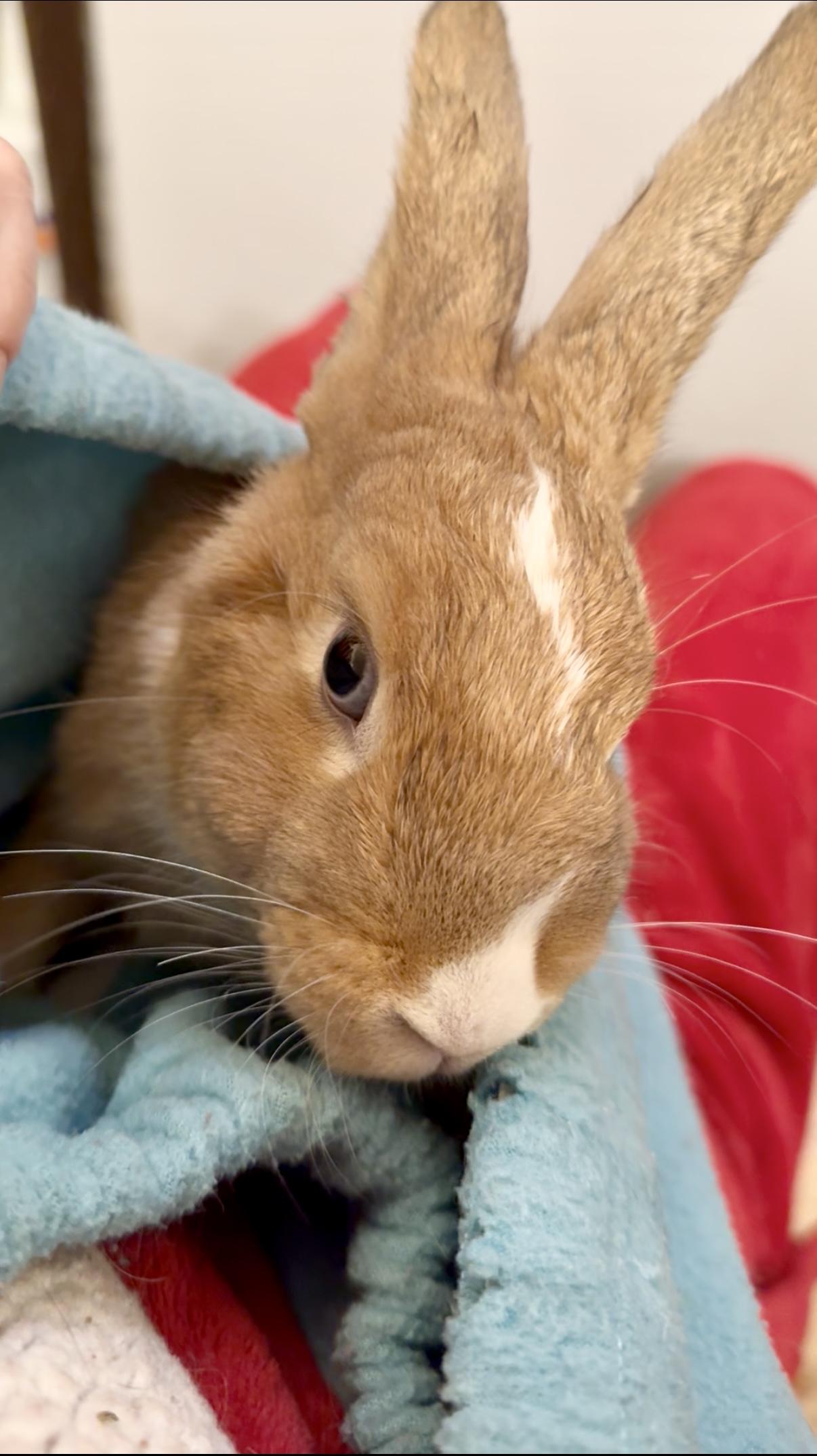 Evy, Adoptable, Baby Female Dutch.