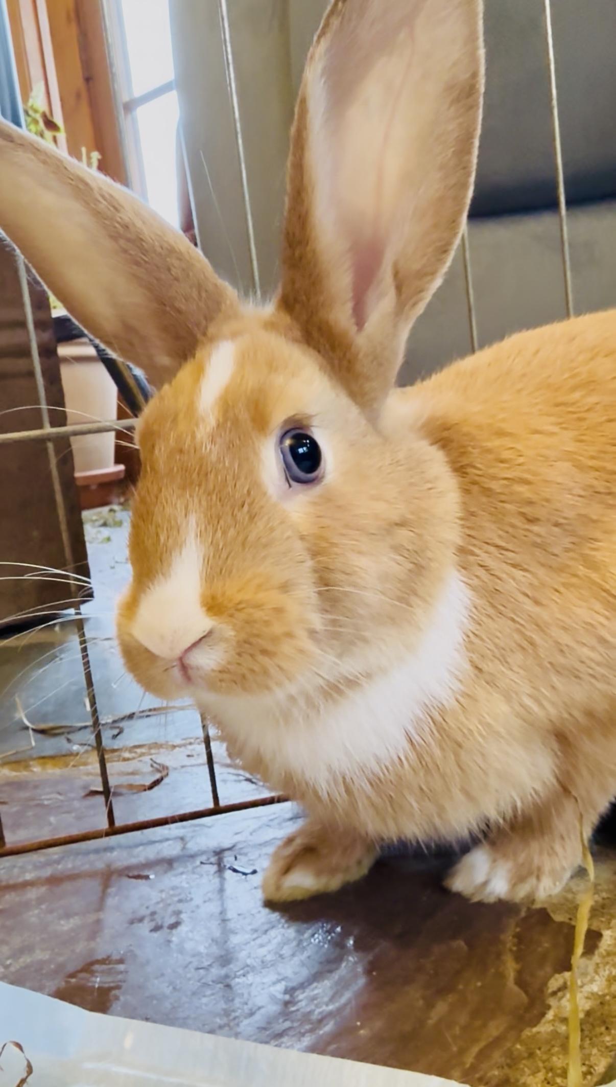 Enlarge Evy, a Adoptable mixed breed in Salisbury Mills, NY image 2/4