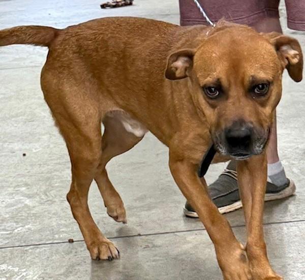 Enlarge Diesel, a Adoptable mixed breed in Campbellsville, KY image 1/2