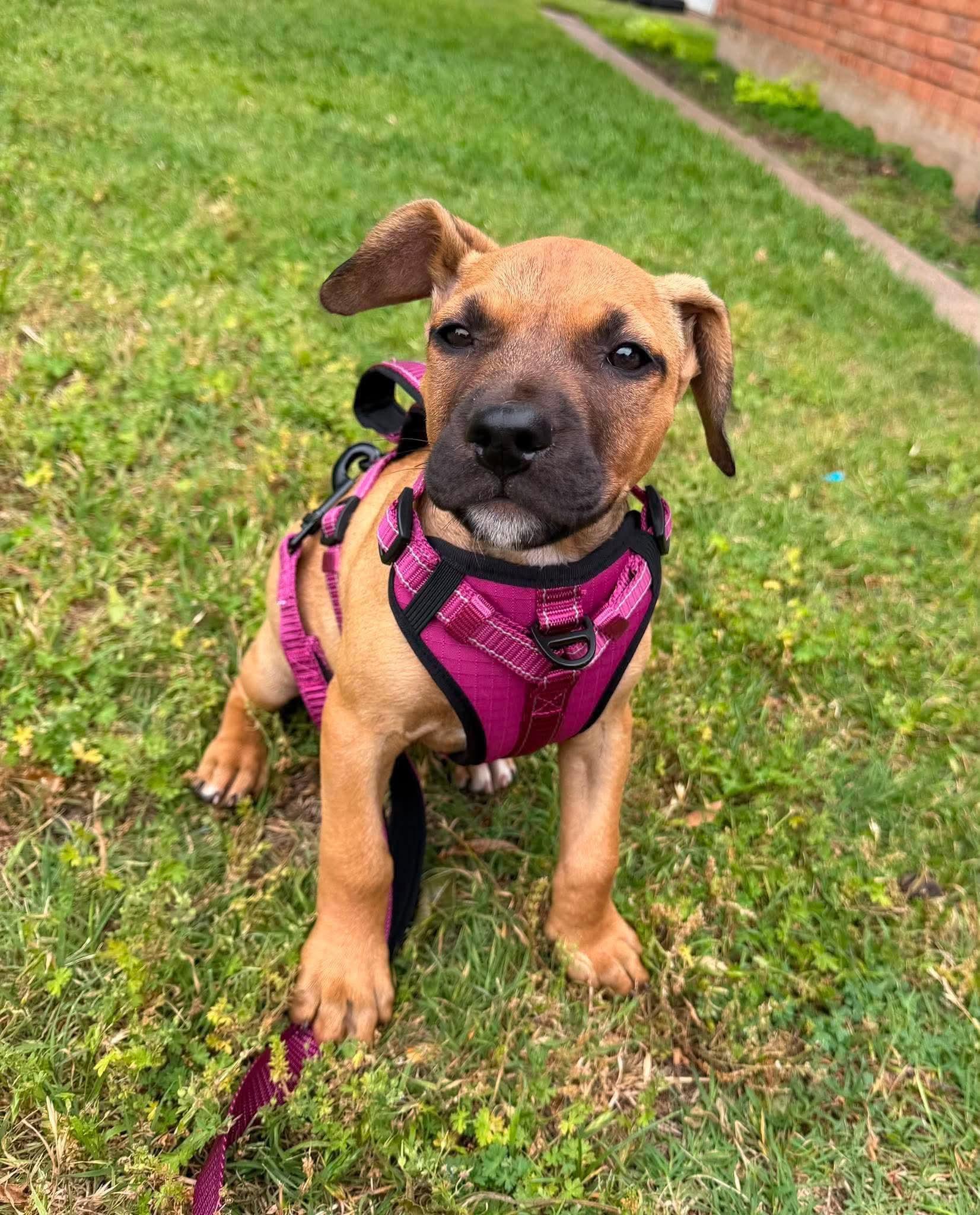 Enlarge River, an adopted mixed breed in Wichita Falls, TX image 2/3