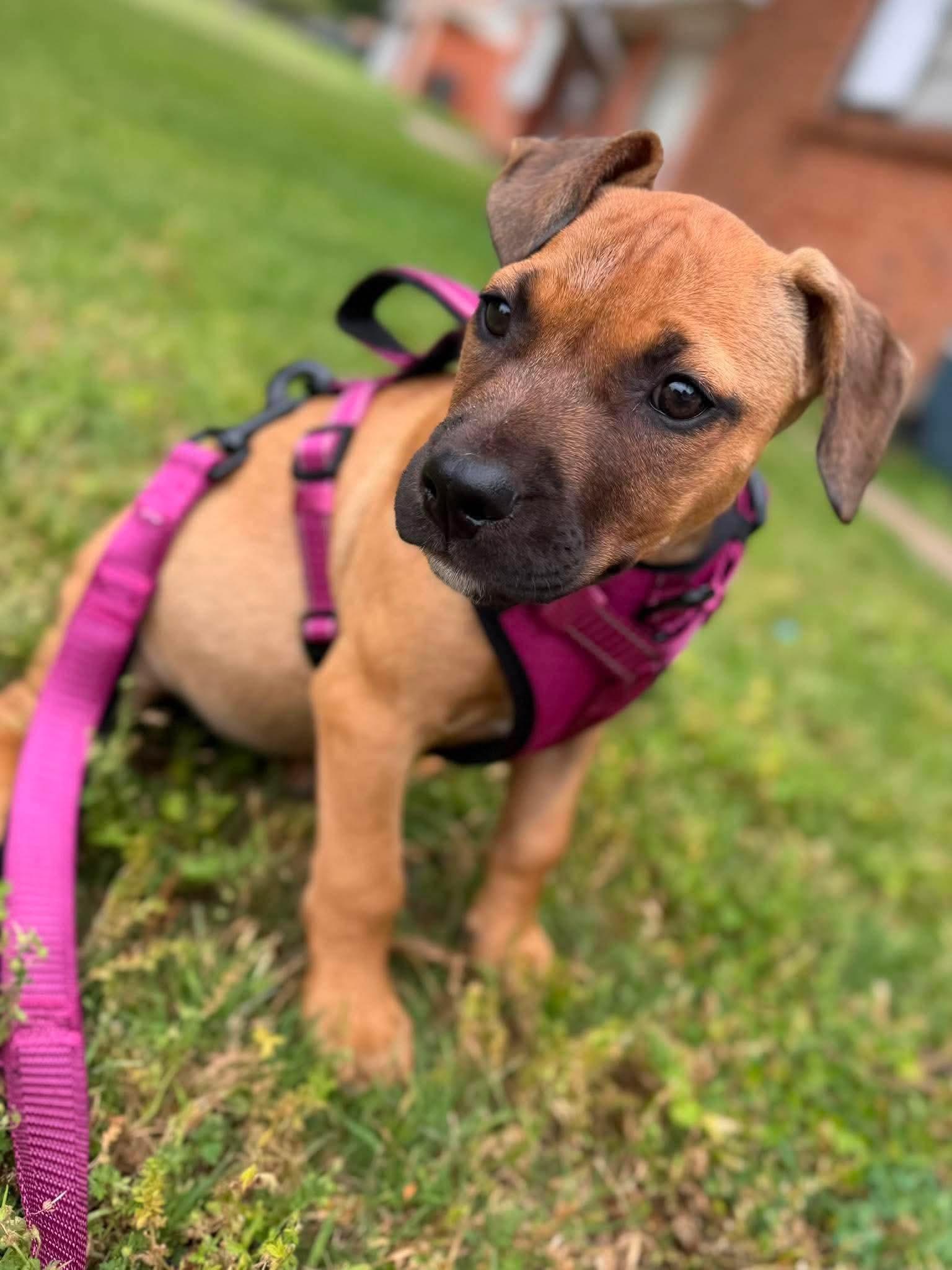 River, adopted, Puppy Female Mastiff.