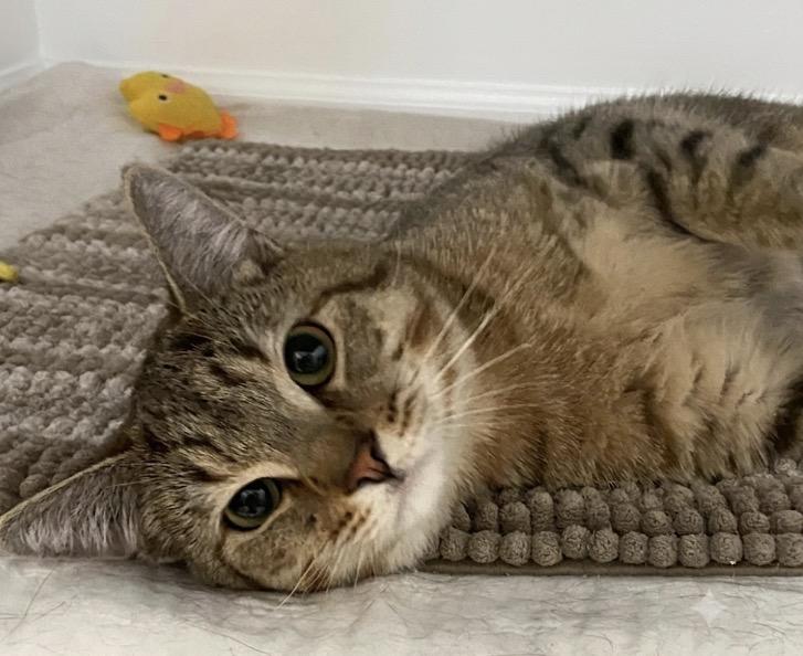 Nash, ADOPTABLE, Adult Male Tabby.