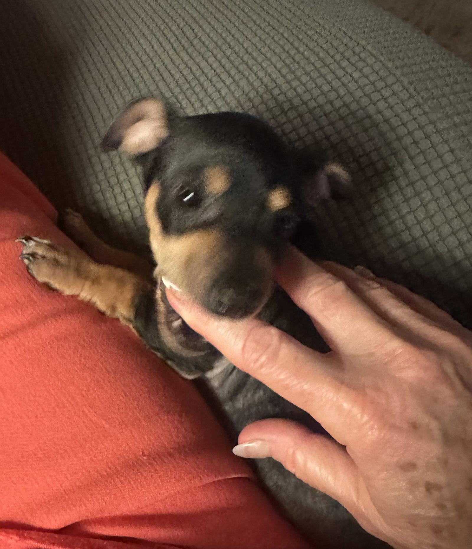 Abilene, Adoptable, Puppy Female Dachshund & Chihuahua.
