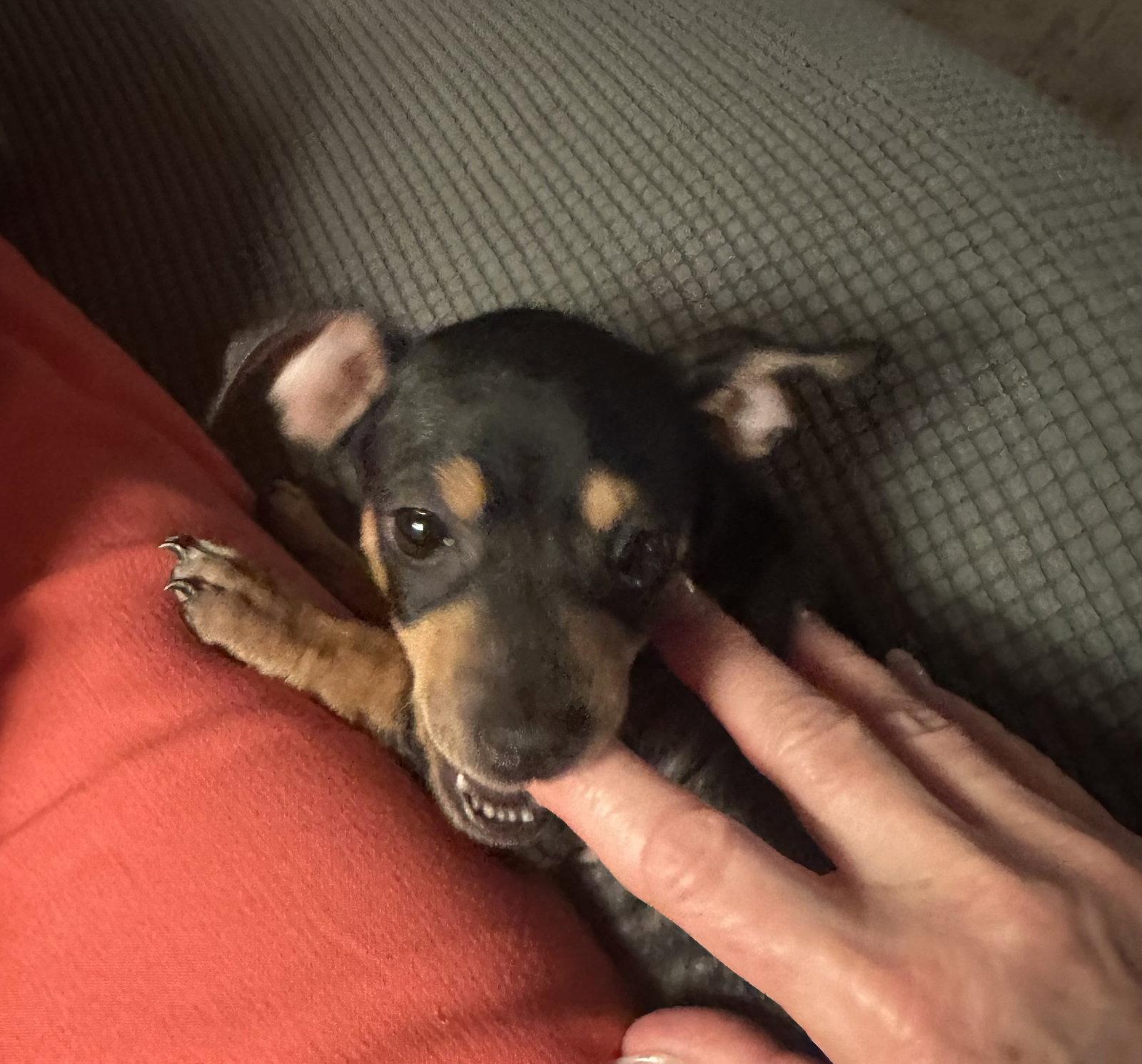 Enlarge Abilene, a Adoptable mixed breed in Pearland, TX image 3/3