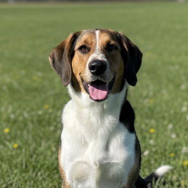 Enlarge Rusty, a Adoptable mixed breed in Pittsfield, IL image 1/1