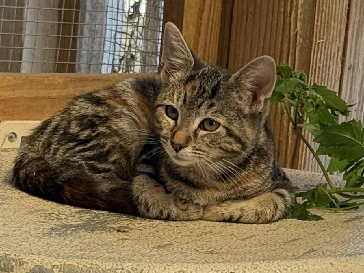 Iris, Adoptable, Kitten Female Domestic Short Hair.