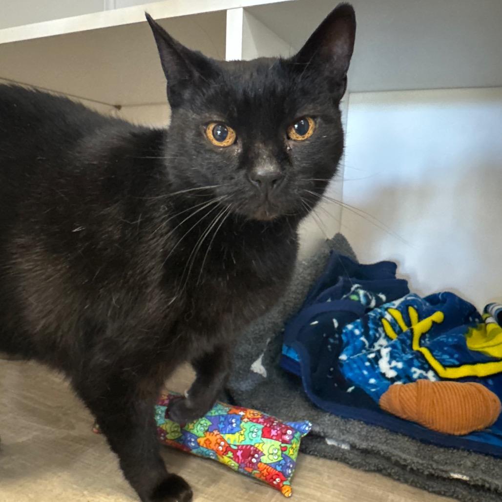 Siggy, Adoptable, Senior Female Domestic Short Hair.