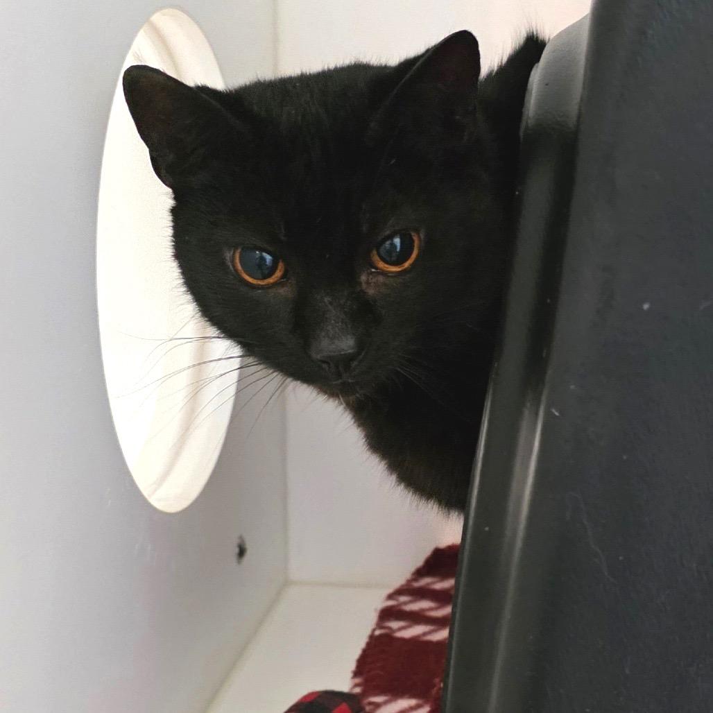 Enlarge Siggy, a Adoptable Domestic Short Hair in Port Angeles, WA image 2/6