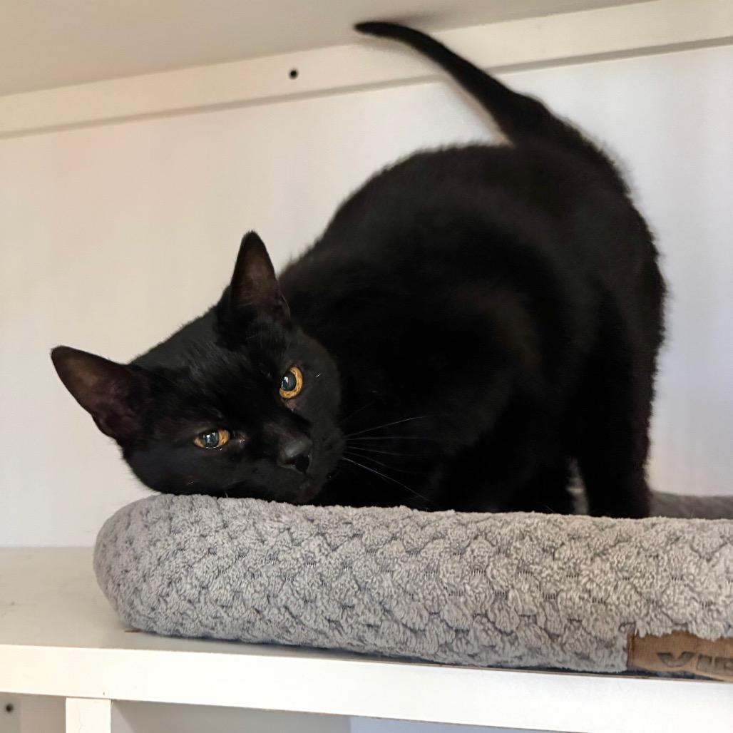 Enlarge Siggy, a Adoptable Domestic Short Hair in Port Angeles, WA image 3/6