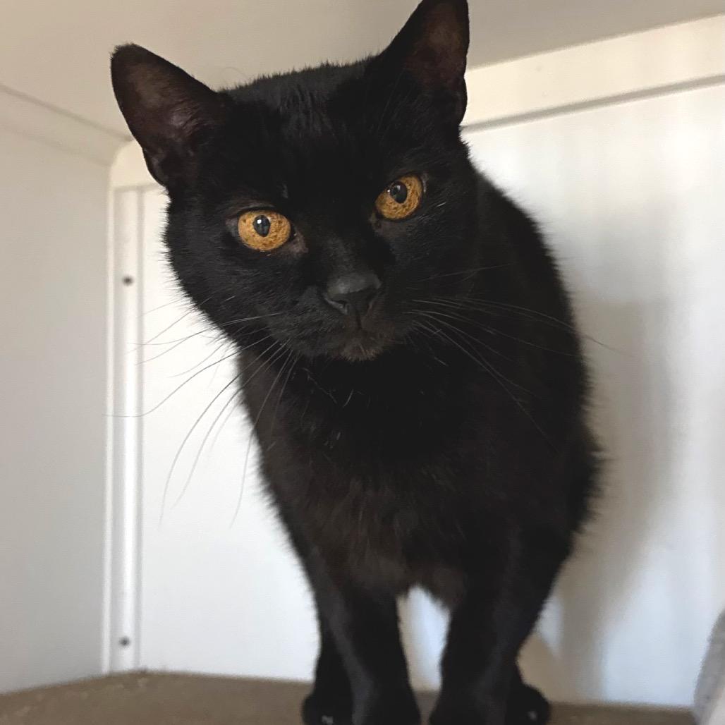 Enlarge Siggy, a Adoptable Domestic Short Hair in Port Angeles, WA image 4/6
