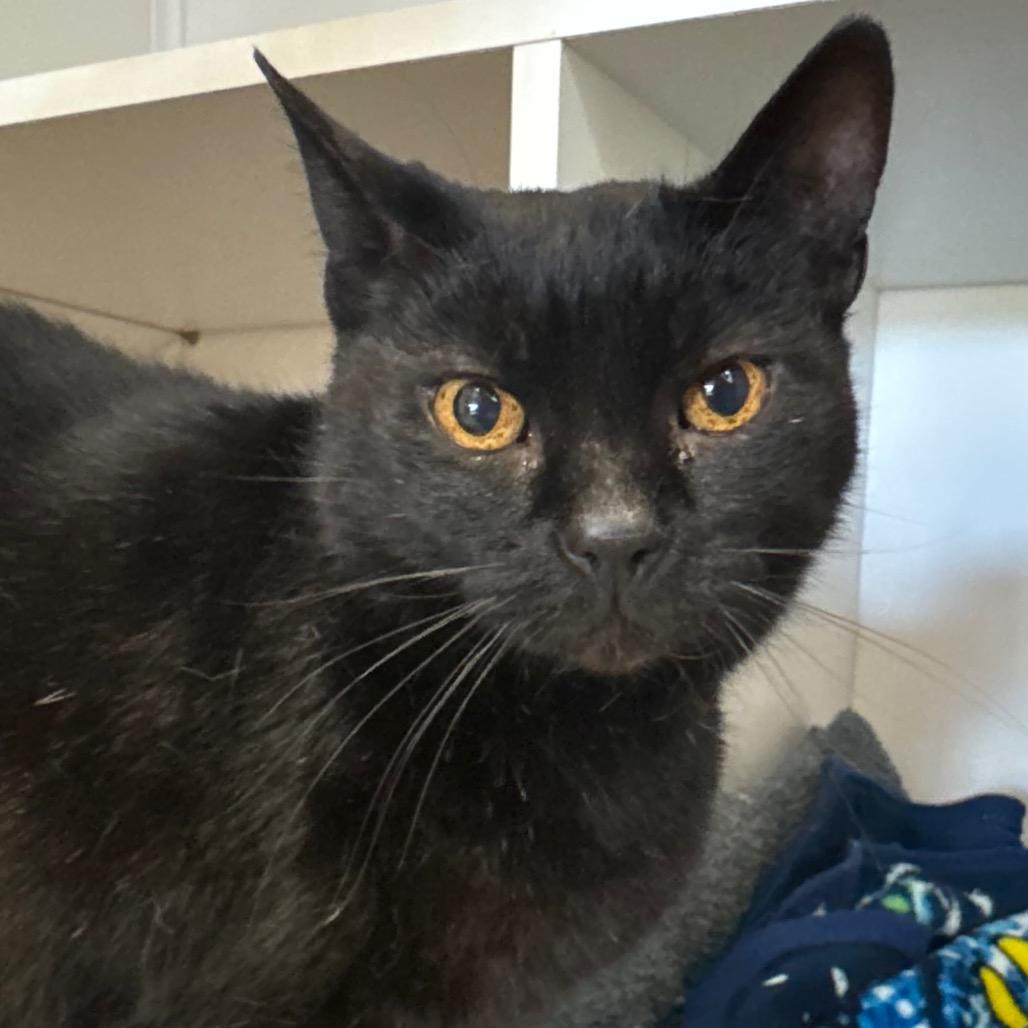 Enlarge Siggy, a Adoptable Domestic Short Hair in Port Angeles, WA image 5/6