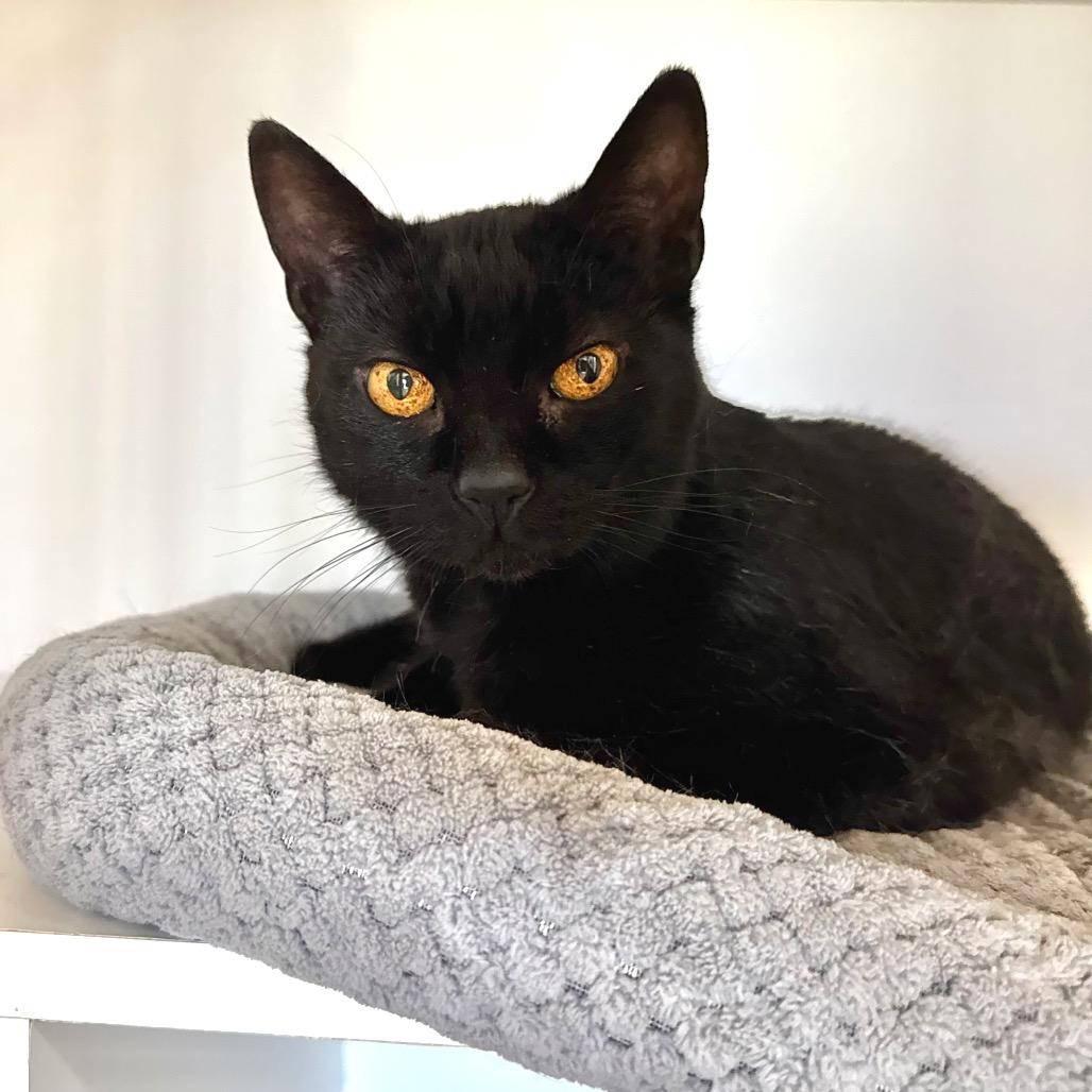 Enlarge Siggy, a Adoptable Domestic Short Hair in Port Angeles, WA image 6/6