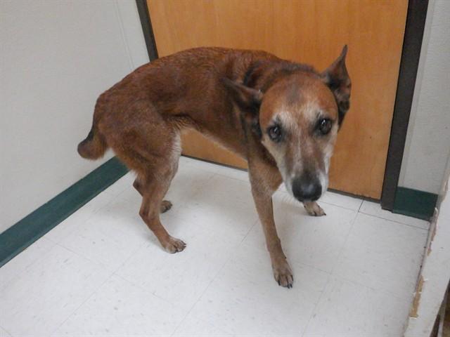 Enlarge MUFFIN, a Adoptable mixed breed in Oroville, CA image 1/1