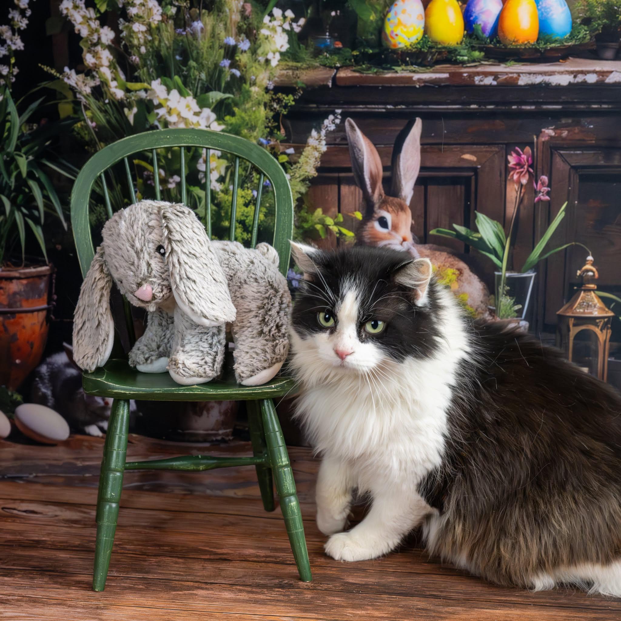 Enlarge Daniel, an adopted Domestic Medium Hair in Lapeer, MI image 4/4