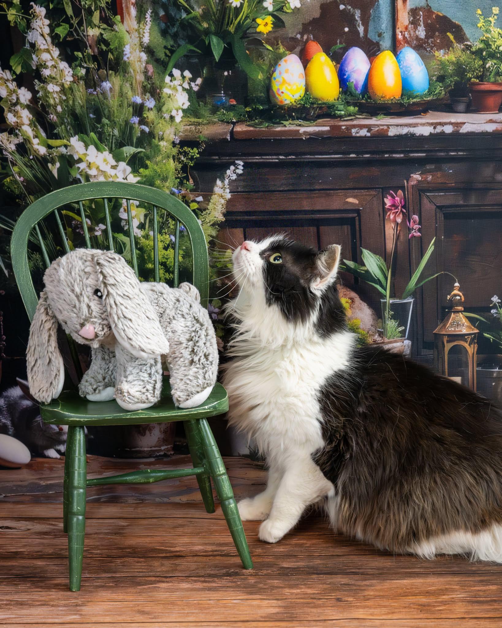 Enlarge Daniel, an adopted Domestic Medium Hair in Lapeer, MI image 2/4