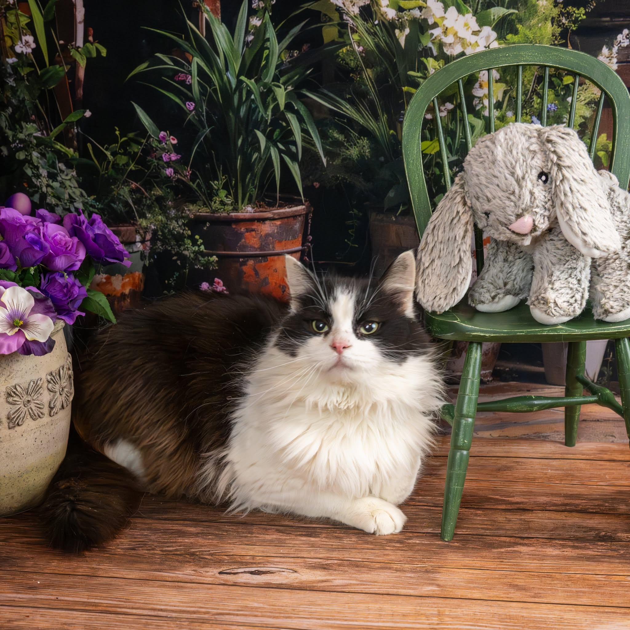 Daniel, adopted, Adult Male Domestic Medium Hair.