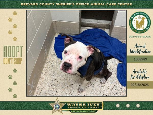 Clyde, Adoptable, Adult Male Mixed Breed.