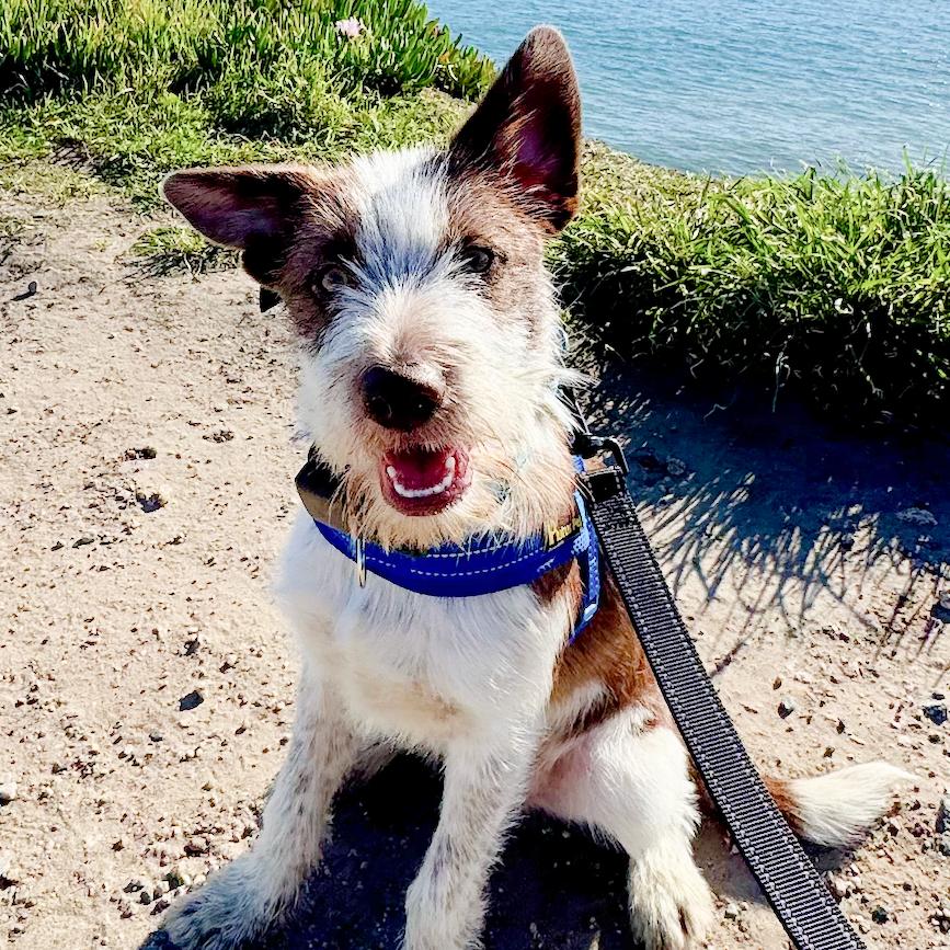 Enlarge Charlie, a Adopted Terrier in Sunnyvale, CA image 1/1