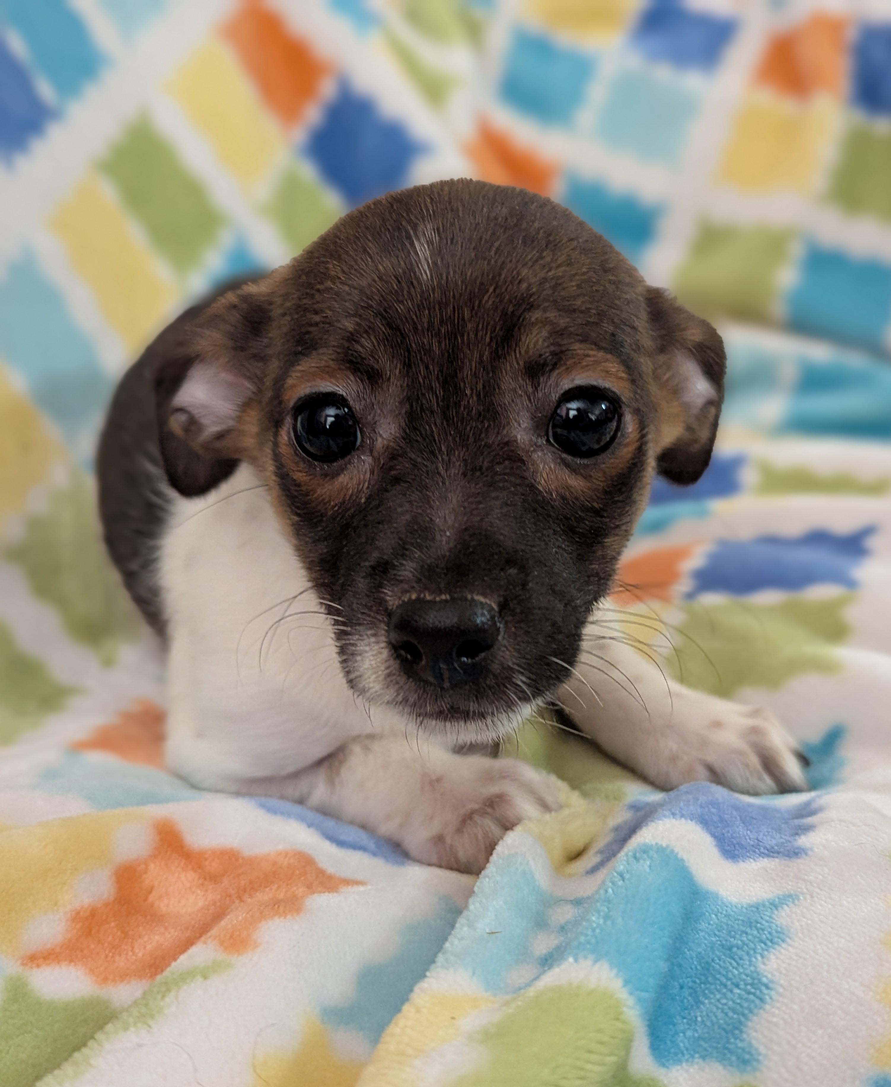 Enlarge Mushu, an adopted mixed breed in San Jose, CA image 1/1
