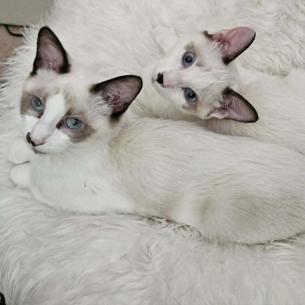 Silver, Adoptable, Kitten Male Siamese & Snowshoe.