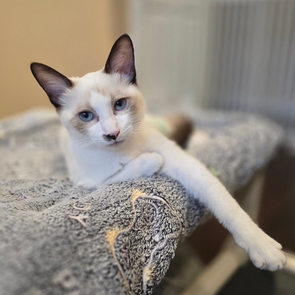 Enlarge Silver, a Adoptable mixed breed in Thousand Oaks, CA image 2/6