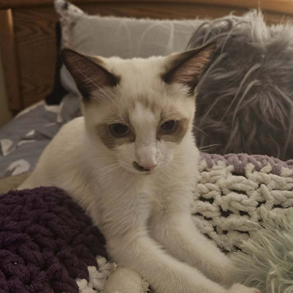 Enlarge Silver, a Adoptable mixed breed in Thousand Oaks, CA image 3/6