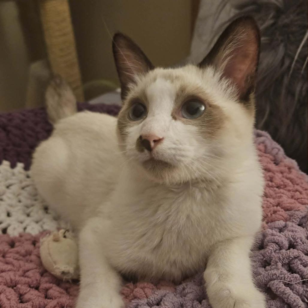 Enlarge Silver, a Adoptable mixed breed in Thousand Oaks, CA image 4/6