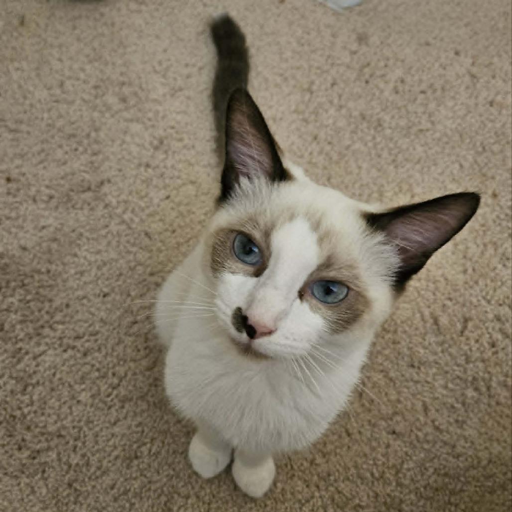 Enlarge Silver, a Adoptable mixed breed in Thousand Oaks, CA image 6/6