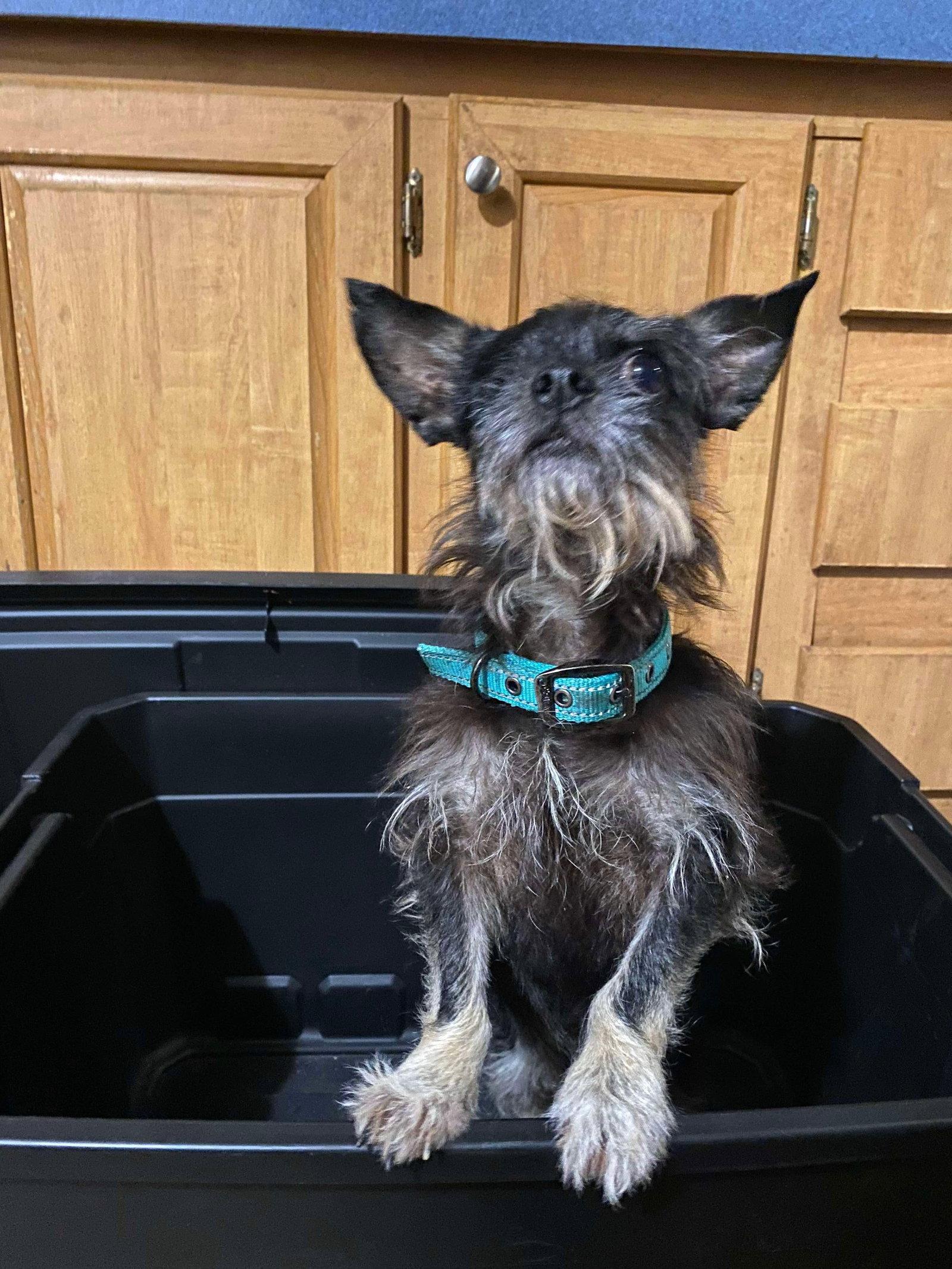 ED, Adopted, Adult Male Terrier & Chihuahua.
