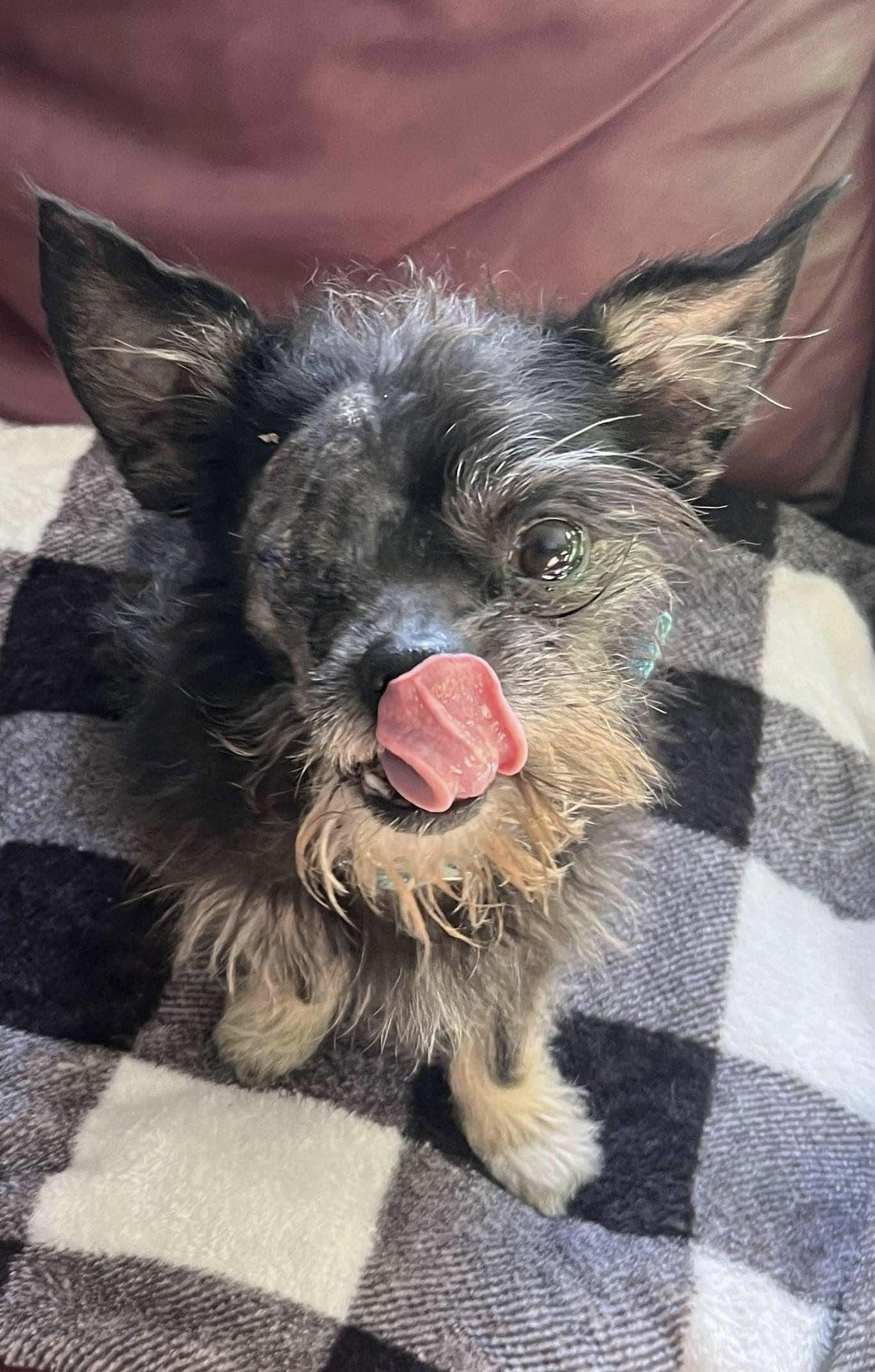 ED, a Adopted mixed breed in Lewistown, PA image 2/2
